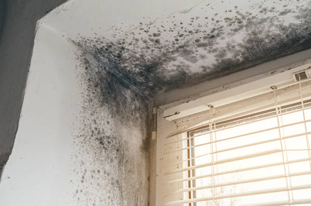 Affordable Mold Inspection And Testing solutions in Levering, MI