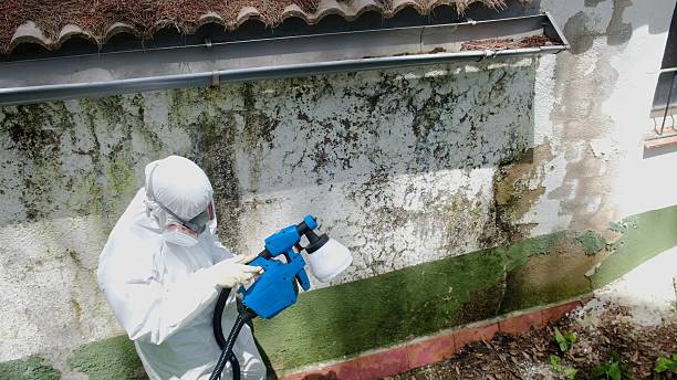 Top rated local Mold Inspection And Testing specialists in Levering, MI